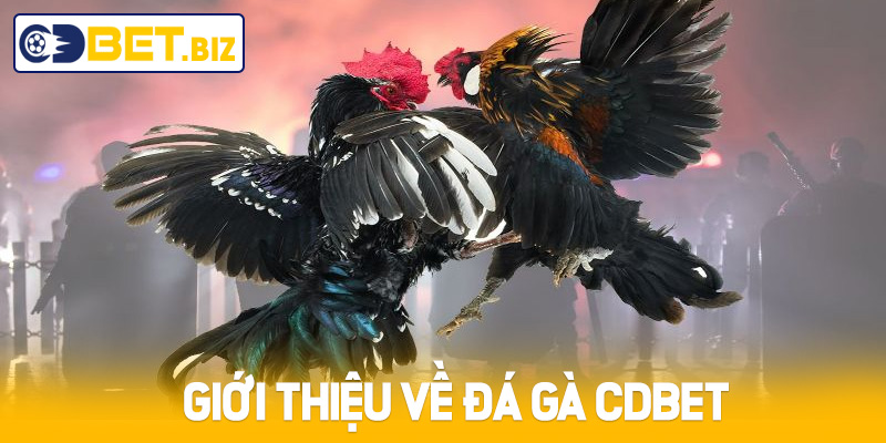 Giới thiệu về đá gà Cdbet