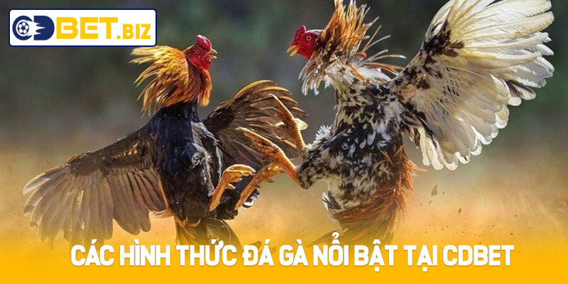 Các hình thức đá gà nổi bật tại Cdbet