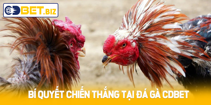 Bí quyết chiến thắng tại đá gà Cdbet