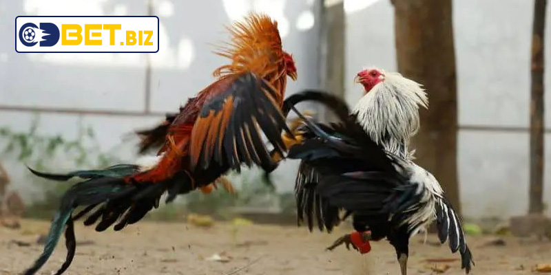 Sự khác nhau về chiến thuật
