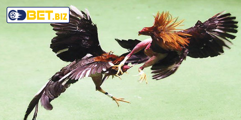 Đá gà đòn với cựa dao