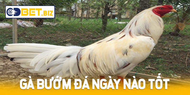 Gà bướm đá ngày nào tốt - Khám phá ngày vàng thắng lớn