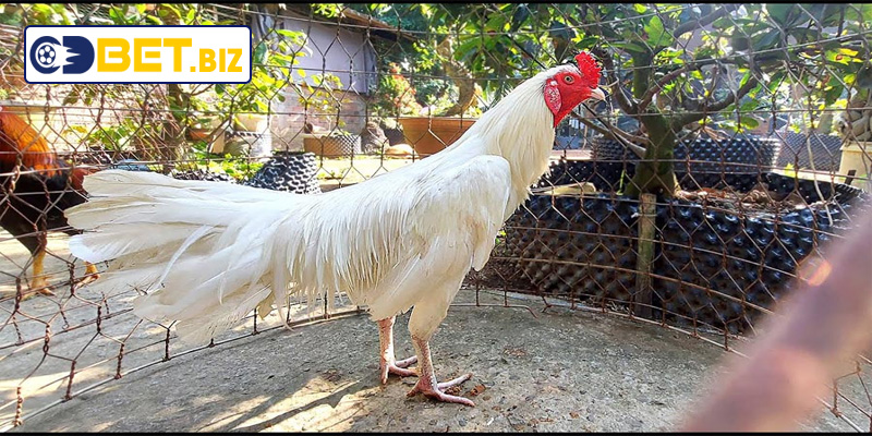 Lịch sử và ý nghĩa của gà bướm đá