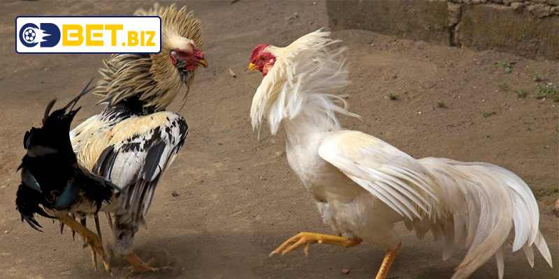 Vì sao nên chọn ngày tốt để đá gà bướm
