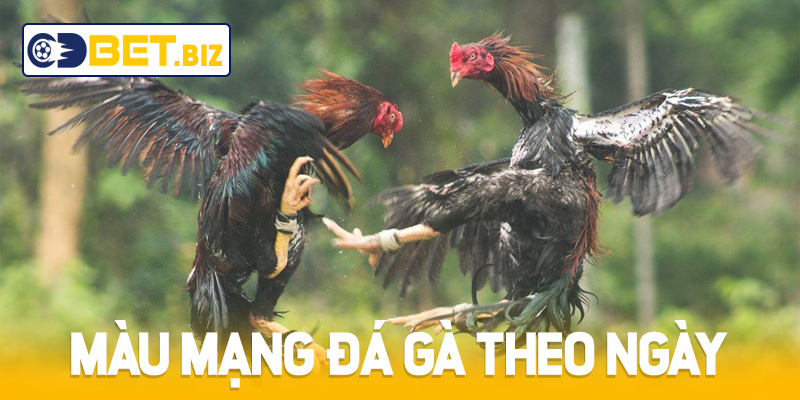 Cách xem màu mạng gà đá theo ngày chuẩn nhất 2025