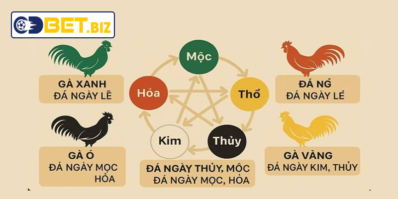 Màu mạng gà đá theo ngày là gì